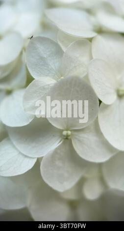 Fotografia macro ortensia bianca. Un primo piano di grandi fiori bianchi e appariscenti. Foto Stock
