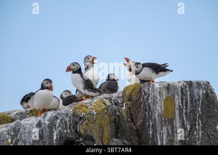 Pulcinelle comuni o atlantiche (Fratercula arctica) raccolte su una roccia, Isole farne Foto Stock