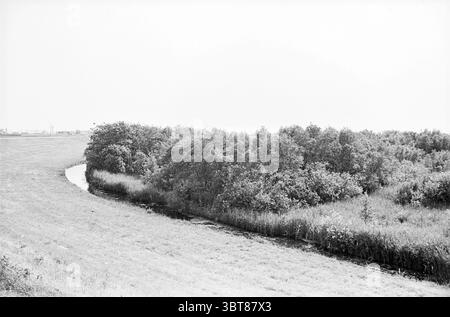 Riserva naturale Halfweg Spaarnwouderveen Nature Conservancy, Whizgle News, Dutch Desk, Paesi Bassi, 1950 - 2000 il 18-06-1962. L'immagine mostra questi argomenti. La scena presenta un paesaggio sereno, reso principalmente in tonalità di bianco e nero, che conferisce una qualità senza tempo. In primo piano, un corso d'acqua dolcemente curvilineo si snoda attraverso una vegetazione lussureggiante. L'acqua riflette la luce soffusa, creando un leggero bagliore. Su entrambi i lati dell'acqua emergono densa vegetazione, una fusione di arbusti e erbe. Creano una texture ricca e incorniciano il corso d'acqua, sottolineandone l'avvolgimento Foto Stock