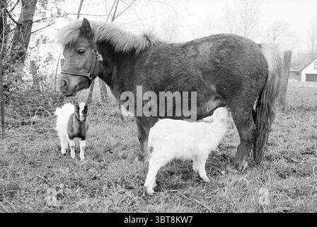Lamb Drinking from pony Animals, Whizgle News, Dutch Desk, Paesi Bassi, 1950 - 2000 il 06-04-1981. L'immagine contiene questi argomenti. La scena presenta un piccolo pony mercantile in piedi in un'area erbosa, che mostra un ricco cappotto marrone scuro contrastato con una criniera più leggera che ha un pizzico di lanugine. Il pony è posizionato leggermente a sinistra, consentendo una chiara visuale del suo profilo laterale, con le orecchie in avanti, a indicare la massima attenzione. Di fronte al pony, due giovani capre stanno interagendo con esso. Una capra è prevalentemente bianca con macchie di marrone chiaro ed è annidata vicino al pony, seemin Foto Stock