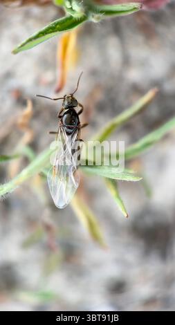 una macrofotografia alata di formiche Foto Stock