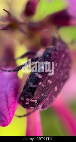 Primo piano di uno scarabeo di rose maculate bianche. Fotografia macro. Foto Stock