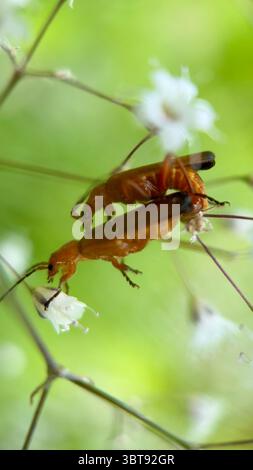 Gli scarabei dei soldato rosso più comuni si accoppiano per la fotografia macro. Foto Stock