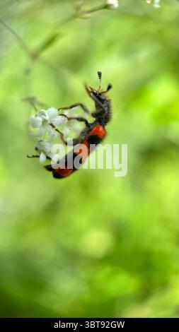 Macro fotografia di coleotteri da mangiare. Foto Stock