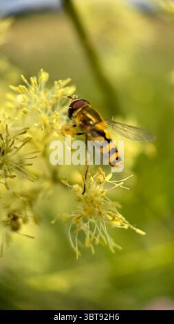 L'hoverfly di colore nero e giallo che coglie una macro fotografia floreale. Foto Stock