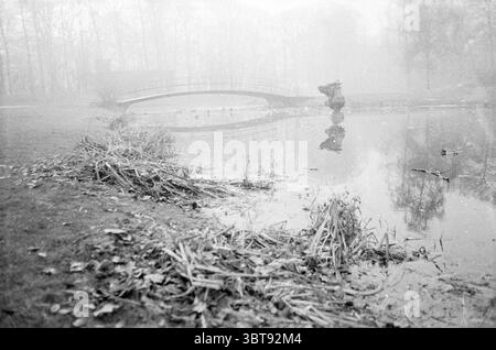 Stagno nel parco., Whizgle News, Dutch Desk, Paesi Bassi, 1950 - 2000. L'immagine include questi argomenti. La scena cattura un paesaggio sereno avvolto da uno spesso strato di nebbia, che avvolge delicatamente l'ambiente circostante e crea un'atmosfera morbida e silenziosa. Un piccolo ed elegantemente arcuato ponte attraversa un corpo d'acqua calmo, la sua superficie riflette il profilo nebbioso del ponte e gli alberi lontani. Su entrambi i lati dell'acqua, ciuffi di erba secca e foglie cadute in varie sfumature di marroni e grigi tenui fiancheggiano la riva, aggiungendo consistenza al primo piano. L'acqua stessa sembra quasi immobile, disturbata Foto Stock