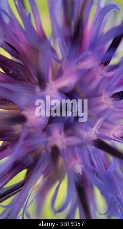 Foto macro del centro del fiordaliso viola. Primo piano dettagliato dei petali. Foto Stock