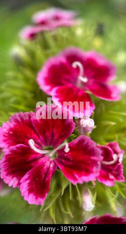 Fotografia macro del fiore rosa (Dianthus). I petali di fiori rosa si avvicinano. Foto Stock