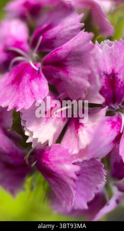 Fotografia macro del fiore rosa (Dianthus). I petali di fiori rosa si avvicinano. Foto Stock