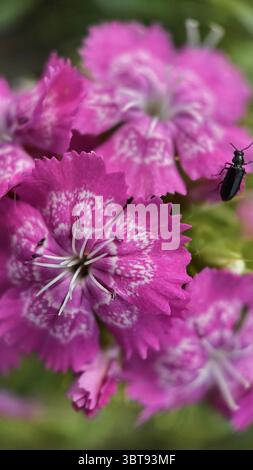 Fotografia macro del fiore rosa (Dianthus). I petali di fiori rosa si avvicinano. Foto Stock