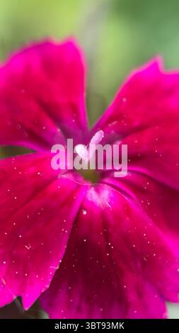 Fotografia macro del fiore rosa (Dianthus). I petali di fiori rosa si avvicinano. Foto Stock
