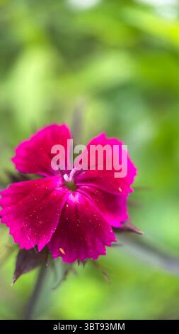 Fotografia macro del fiore rosa (Dianthus). I petali di fiori rosa si avvicinano. Foto Stock