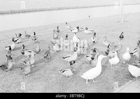 Feeding Ducks., Whizgle News, Dutch Desk, Paesi Bassi, 1950 - 2000. Questi sono gli argomenti nell'immagine. La scena presenta un vivace raduno di varie anatre, mostrando una serie di colori e motivi. In prevalenza, ci sono sfumature di verde, marrone e bianco sulle piume delle anatre, con alcune che mostrano segni distinti che aggiungono consistenza al loro aspetto. In primo piano, diverse anatre sono raggruppate strettamente insieme, creando un senso di movimento ed energia. Le loro piume brillano leggermente nella luce disponibile, valorizzando la bellezza naturale del loro piumaggio. In particolare, un singolo wh Foto Stock