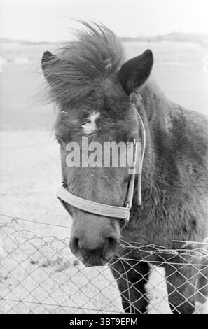 Cavallo in un paesaggio di dune., Whizgle News, Dutch Desk, Paesi Bassi, 1950 - 2000. Questi sono gli elementi dell'immagine. La scena presenta una vista ravvicinata di un cavallo con una criniera distintiva, che appare leggermente spazzato dal vento, conferendogli un carattere vivace e vivace. La sua pelliccia è un marrone intenso e ricco, accentuato da sottili variazioni nelle sfumature da chiare a più scure. Il cavallo indossa una semplice mezza, con le cinghie visibili intorno alla testa, evidenziandone le caratteristiche delicate ma forti. Sullo sfondo, si può vedere un paesaggio morbido e tenue, con varie sfumature di grigio che suggeriscono un semplice, aperto Foto Stock