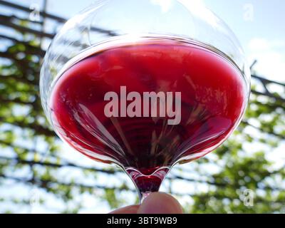 Vino rosso in wineglass tenuto in mano al primo piano del cielo durante la degustazione di vini Foto Stock