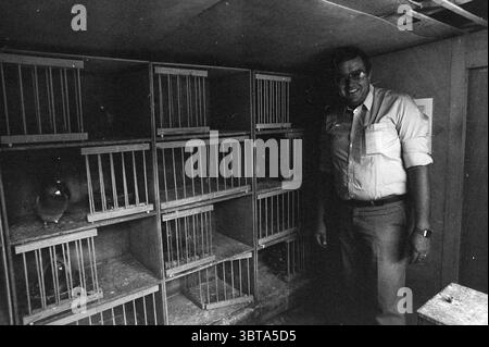 Pigeon fancier nel suo piccione loft., Whizgle News, Dutch Desk, Paesi Bassi, 1950 - 2000. Questi sono gli argomenti nell'immagine. La scena raffigura uno spazio interno che assomiglia a una piccola stanza o recinzione, caratterizzato da un'atmosfera un po' utilitaria. Su un lato, vi è una serie di gabbie di legno disposte in modo ordinato e verticale. Ogni gabbia è rivestita da sottili barre metalliche, che consentono di vedere piccoli uccelli all'interno. Il colore delle gabbie è un marrone tenue, che si fonde con i toni generali della terra dell'ambiente. Un uomo si trova accanto alle gabbie, indossando una camicia di colore chiaro, e l'ha fatto Foto Stock