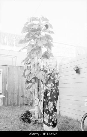 Grande girasole IJmuiden Fiori e Fiori ragazze IJmuiden Paesi Bassi, Whizgle News, Dutch Desk, Paesi Bassi, 1950 - 2000 il 30-08-1985. L'immagine include questi argomenti. In un ambiente tranquillo all'aperto, una donna anziana si erge accanto a una pianta di girasole straordinariamente alta, con i suoi vibranti fiori gialli che raggiungono il cielo. La donna, vestita con un abito a motivi floreali, mostra un sorriso dolce mentre si allunga il braccio per toccare i petali più alti del girasole, sottolineando il suo legame con la pianta. La scena viene catturata in tonalità monocromatiche, creando un'atmosfera nostalgica e senza tempo. Il Foto Stock