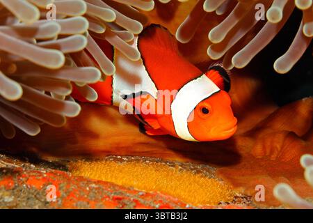 Clown anemonefish Amphiprion ocellaris tendente uova deposte alla base dell'ospite magnifico Anemone, Heteractis magnifica. Tulamben, Bali, Indonesia. Foto Stock