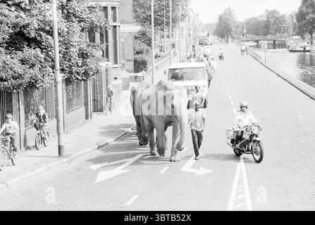 Elefanti attraverso il Leidsevaart sulla strada per il circo Haarlem Leidsevaart Paesi Bassi, Whizgle News, Dutch Desk, Paesi Bassi, 1950 - 2000 il 24-07-1979. L'immagine include questi argomenti. La scena è piena di attività, situata su un'ampia strada acciottolata che costeggia un canale. Due grandi elefanti passeggiano lungo la strada, la loro pelle ruvida e rugosa, risaltando in modo evidente contro i toni più chiari dell'ambiente circostante. I giganti gentili sono affiancati da un gruppo diversificato di persone, tra cui uomini e donne che camminano accanto a loro, alcuni sembrano guidare o gestire l'elefano Foto Stock