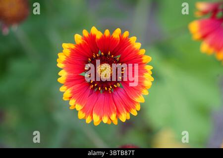 Primo piano del vivace fiore di Gaillardia in pieno fiore Foto Stock