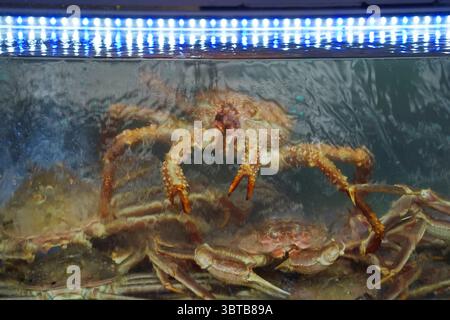 Granchi di neve appena pescati nel serbatoio d'acqua del ristorante Foto Stock