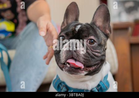 Bulldog francese in bianco e nero vicino al proprietario e guarda la macchina fotografica in salotto. Foto Stock