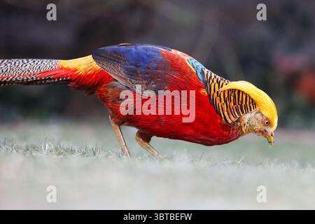 Golden Pheasant. L'unico uccello ornamentale della Cina. Fagiano cinese (Chrysolophus pictus). Foto Stock