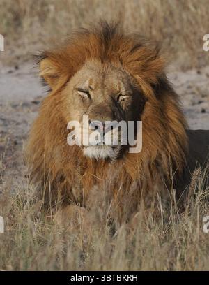 L'apice predatore dell'Africa è il leone africano, con la loro forza in numero, possono uccidere la più grande delle prede, bufali del capo, giraffe e persino ippopotami. Foto Stock