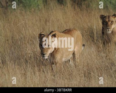 L'apice predatore dell'Africa è il leone africano, con la loro forza in numero, possono uccidere la più grande delle prede, bufali del capo, giraffe e persino ippopotami. Foto Stock