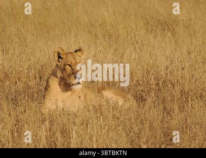 L'apice predatore dell'Africa è il leone africano, con la loro forza in numero, possono uccidere la più grande delle prede, bufali del capo, giraffe e persino ippopotami. Foto Stock