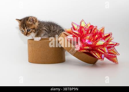 Adorabile gattino tabby che guarda curiosamente da una confezione regalo rotonda marrone con un grande nastro rosso. Perfetto per le vacanze, l'adozione di animali domestici o il tema dei bambini Foto Stock