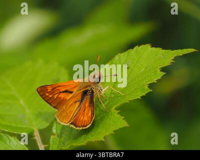Primo piano di una farfalla arancione appoggiata su una foglia verde all'aperto Foto Stock