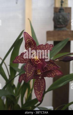 Fiore dell'orchidea Foto Stock