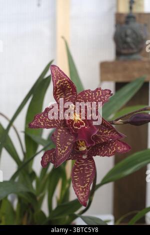 Fiore dell'orchidea Foto Stock