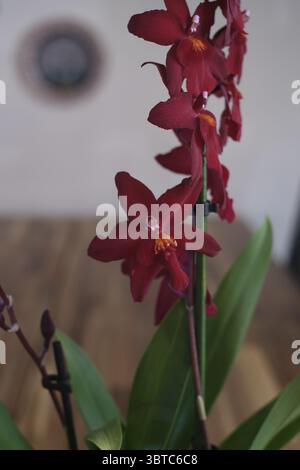 Fiore dell'orchidea Foto Stock