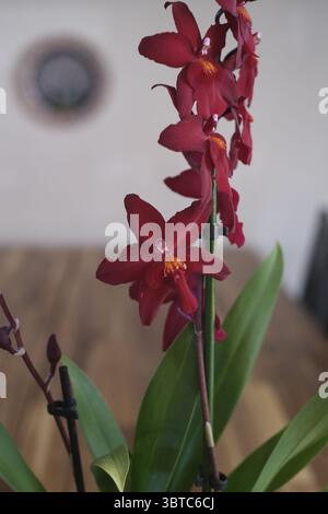 Fiore dell'orchidea Foto Stock