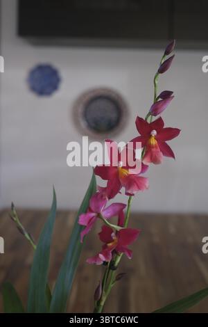 Fiore dell'orchidea Foto Stock