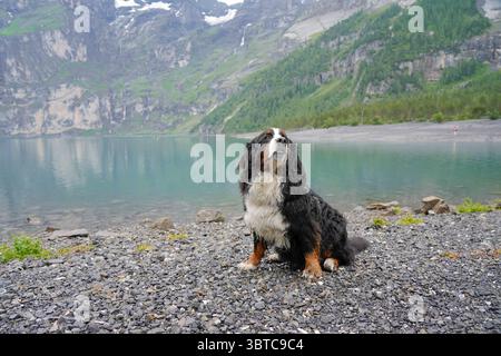 Il cane da montagna Bernese sta posando vicino al lago nell'Oberland Bernese, in Svizzera Foto Stock