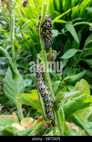 I pilastri delle falene mulleine dai colori vivaci si nutrono di verbascumi in un giardino del Devon. Falena colorata. Mullein. Foto Stock