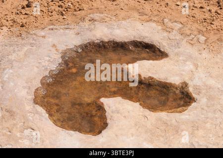 19 luglio 2007, Utah, Stati Uniti: Una pista di dinosauro allosaurus ben conservata nella pietra arenaria di Buckhorn Wash nello Swell di San Rafael, Utah. (Immagine di credito: © Jon G. Fuller, Jr/VW Pics via cavo ZUMA) Foto Stock