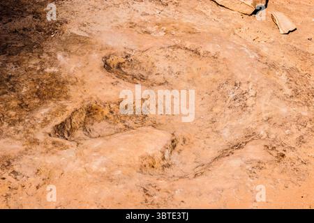 19 luglio 2007, Utah, Stati Uniti: Una pista di dinosauro allosaurus ben conservata nella pietra arenaria di Buckhorn Wash nello Swell di San Rafael, Utah. (Immagine di credito: © Jon G. Fuller, Jr/VW Pics via cavo ZUMA) Foto Stock