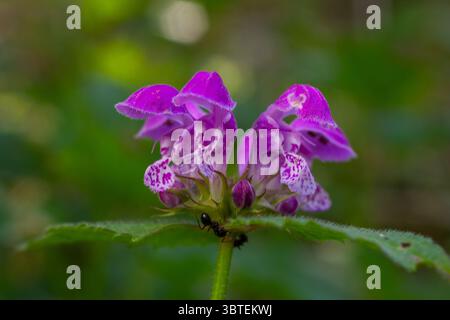 L'ortica morta di rosso vivace presenta sorprendenti fiori viola con marcature uniche e foglie verdi dentate che prosperano in un ambiente soleggiato e lussureggiante. Foto Stock
