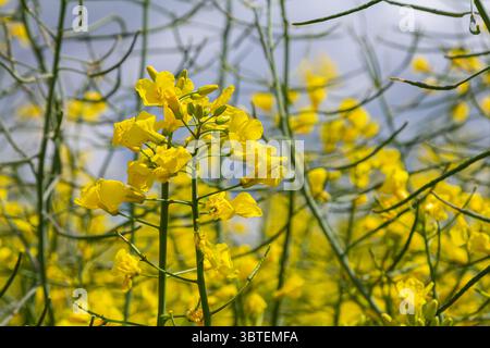 Fiori di colza gialli brillanti fioriscono in un vasto campo che mette in mostra la loro struttura a quattro petali sotto un cielo azzurro limpido nella stagione primaverile. Foto Stock