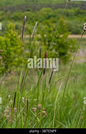 L'erba di Timothy si erge in un vivace campo verde con le sue distintive punte cilindriche di fiori ben visibili sullo sfondo di una rura Foto Stock