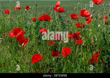 I papaveri di mais rosso brillante con steli sottili fioriscono in un campo verdeggiante sotto cieli azzurri, creando un'incredibile esposizione naturale durante la fioritura Foto Stock