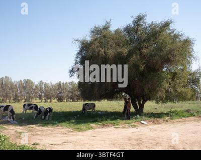 Mandrie di vacche pascolano in campi aperti Foto Stock
