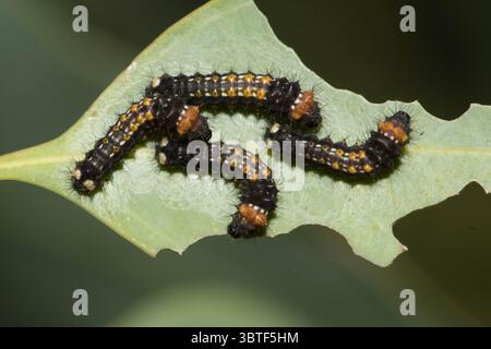 Larve dell'imperatore Gum Moth. Foto Stock