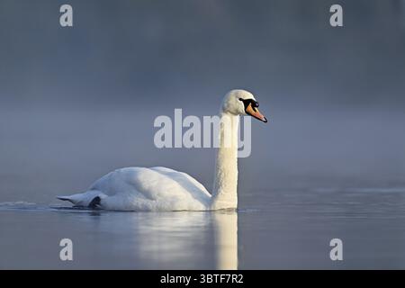 Cigno muta (Cygnus olor), nuoto alla luce del mattino sul lago Flachsee, riserva naturale, Reusstal, Freiamt, Canton Argovia, Svizzera Foto Stock