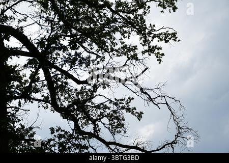 I rami degli alberi si estendono su un cielo torbido e tortuoso, creando una silhouette organica e astratta. Foto Stock