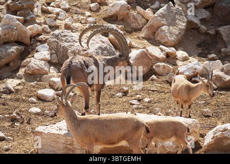 Il Midbarium o "Desertarium", anche il Jack, Joseph e Morton Mandel Animal Park, è uno zoo nel deserto e un parco divertimenti ai margini del deserto Foto Stock